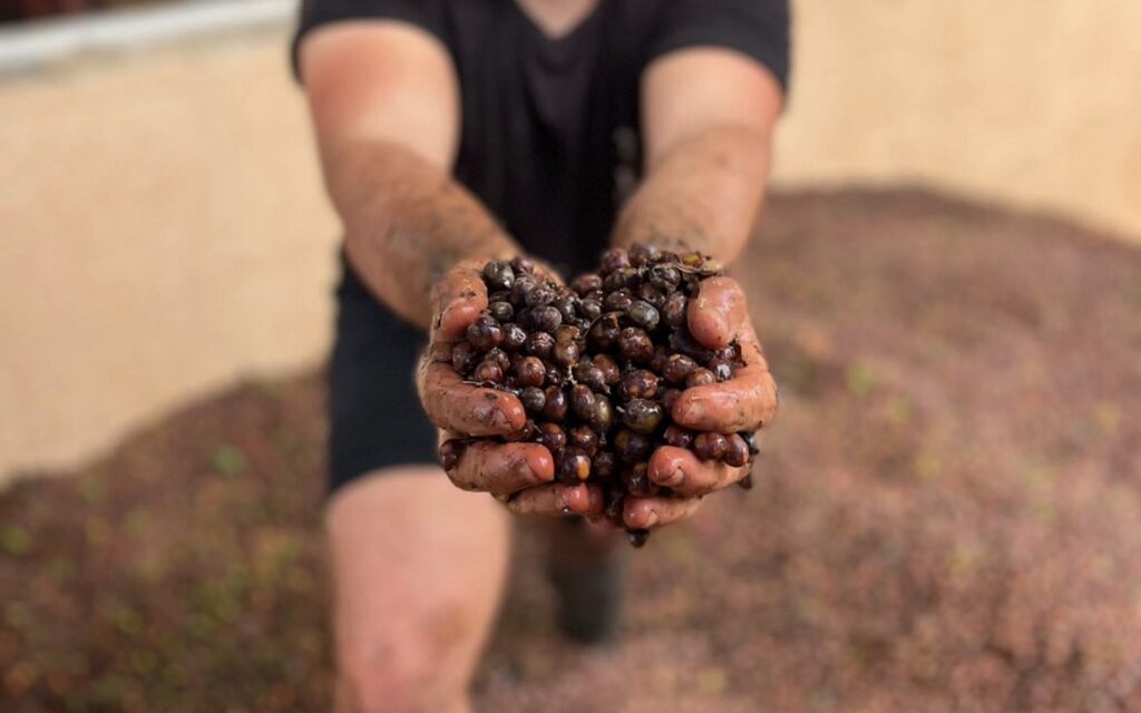A farmer holds fermenting coffee cherries.