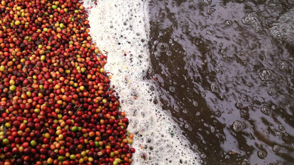 Coffee cherries being washed during processing.