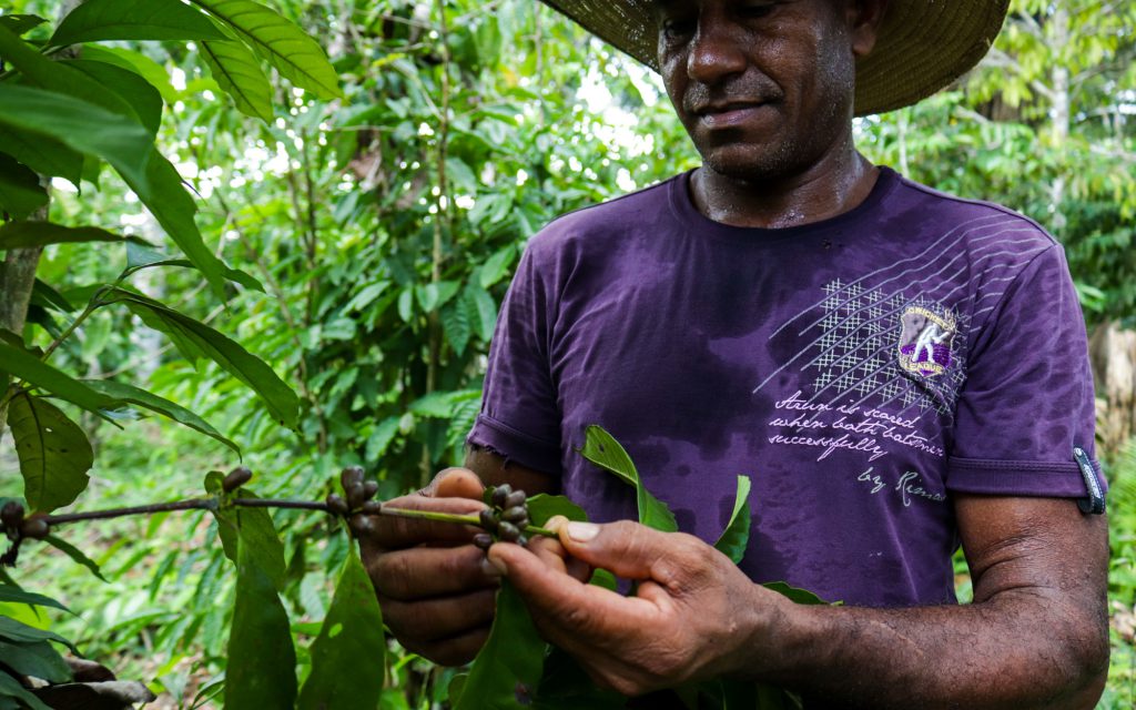 An Amazonian coffee farmer demonstrates that coffee production in the Amazon can be sustainable.