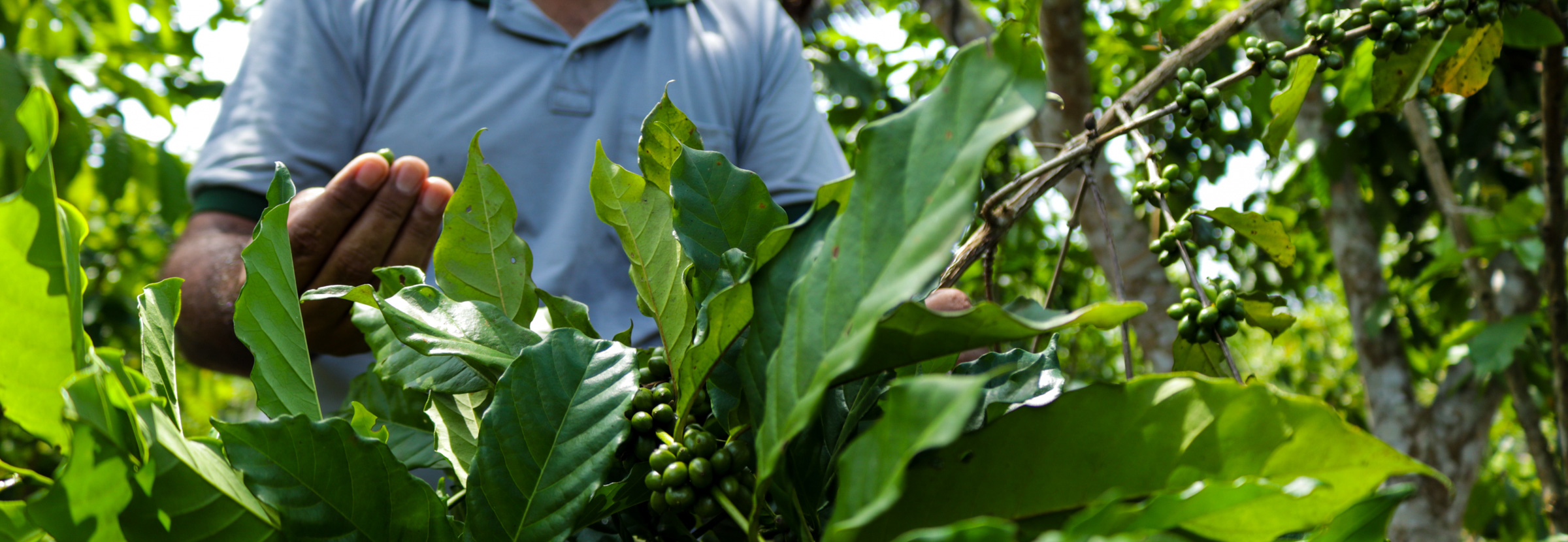 An Amazonian coffee farmer demonstrates that coffee production in the Amazon can be sustainable.