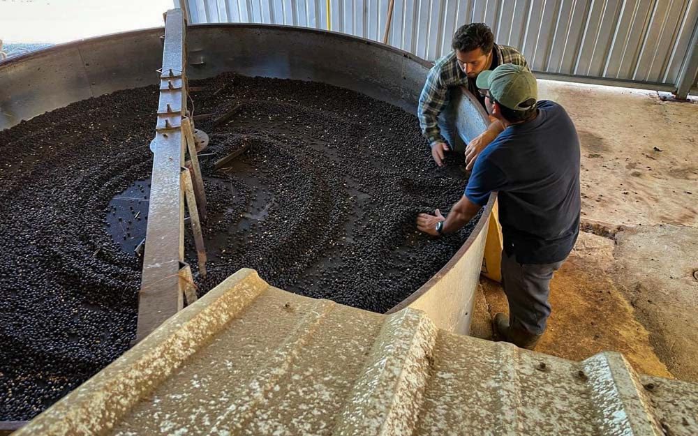 Processing coffee on a farm in Puerto Rico.