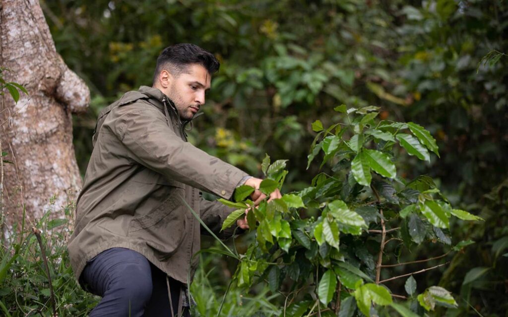 A farmer inspects coffee plants.