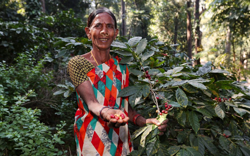 An Indian coffee farmer holds ripe coffee cherries.