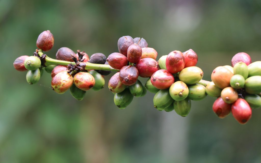 Red, green, and yellow coffee cherries on a branch.