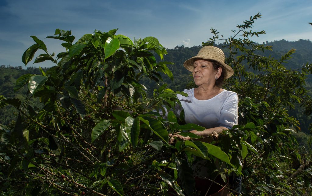 A coffee farmer tends to a coffee plant.