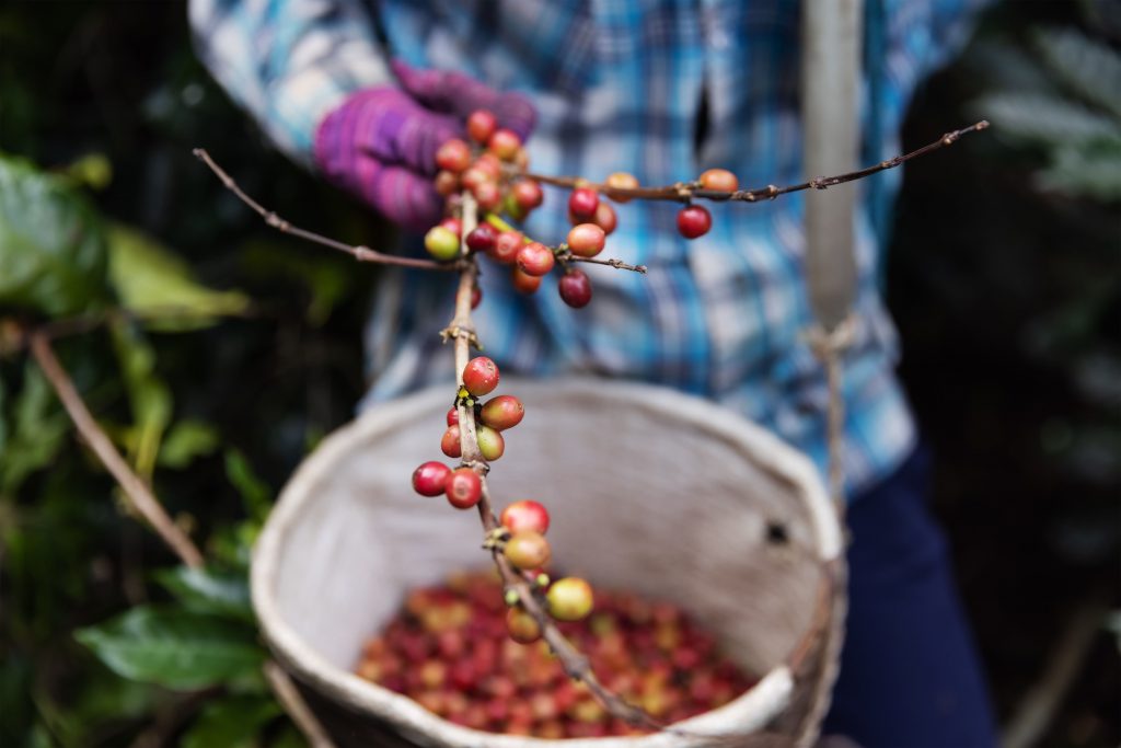 A farm worker picks ripe coffee cherries off a branch.