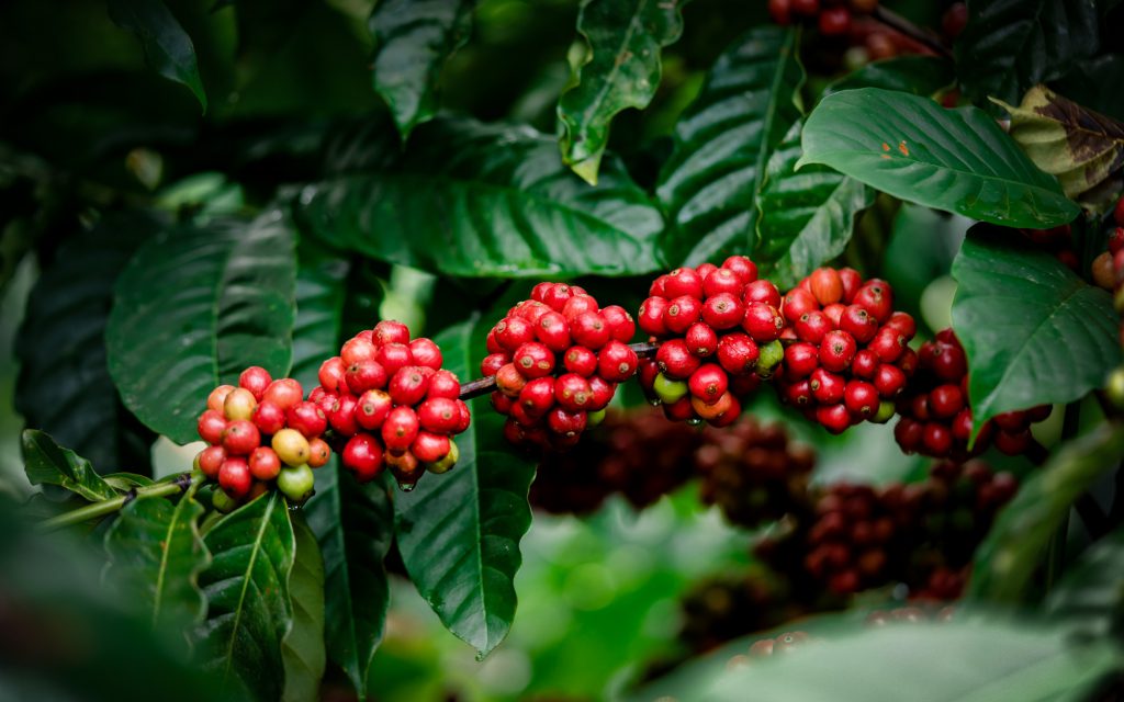 Clusters of red coffee cherries on a branch.
