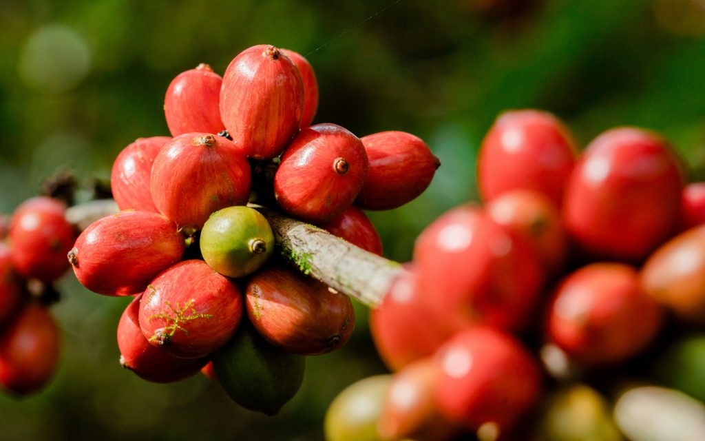 Red coffee cherries on a branch.