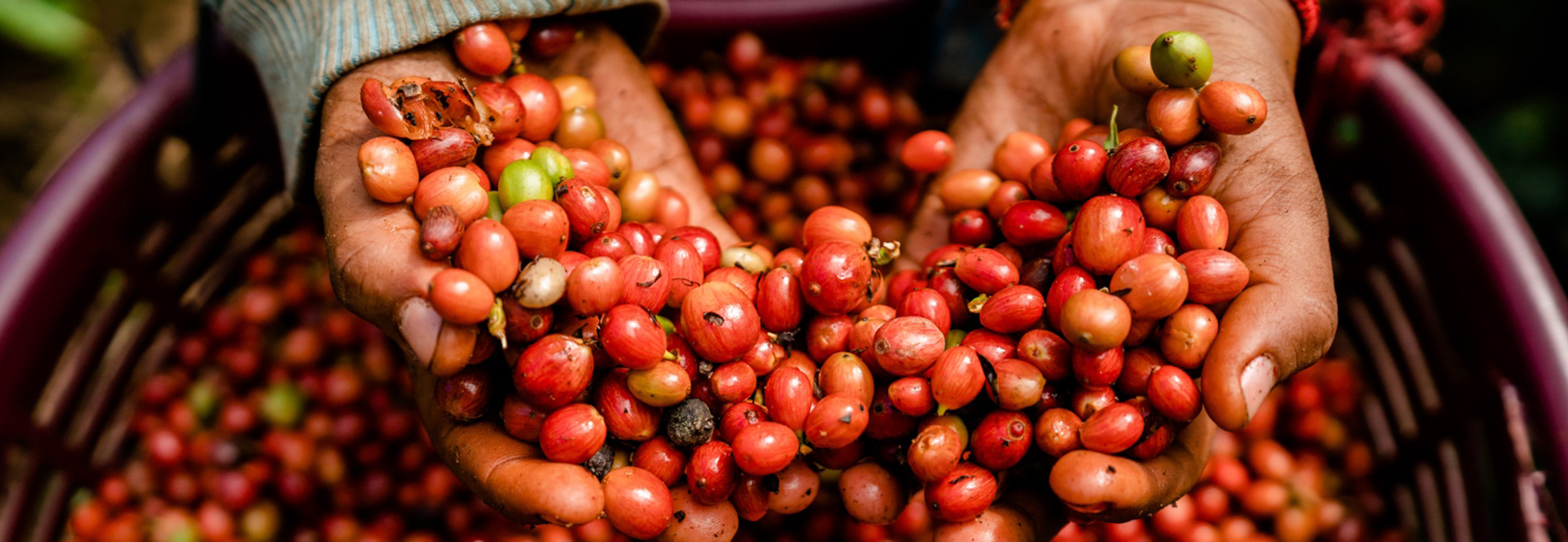 Hands dive into a bucket full of ripe Nicaraguan coffee cherries.