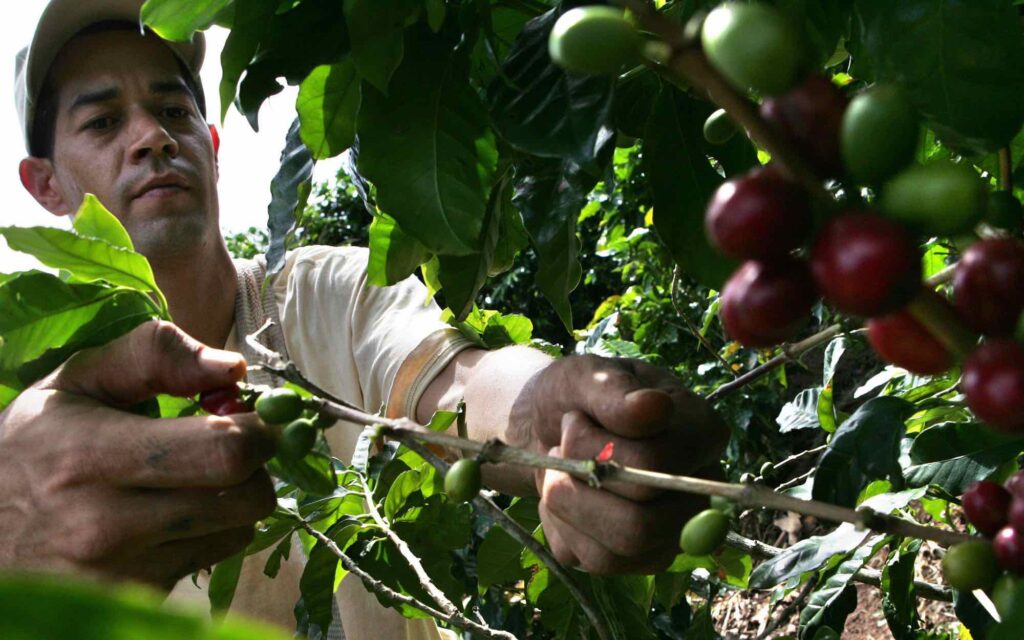 A farmer harvests coffee cherries off a branch.