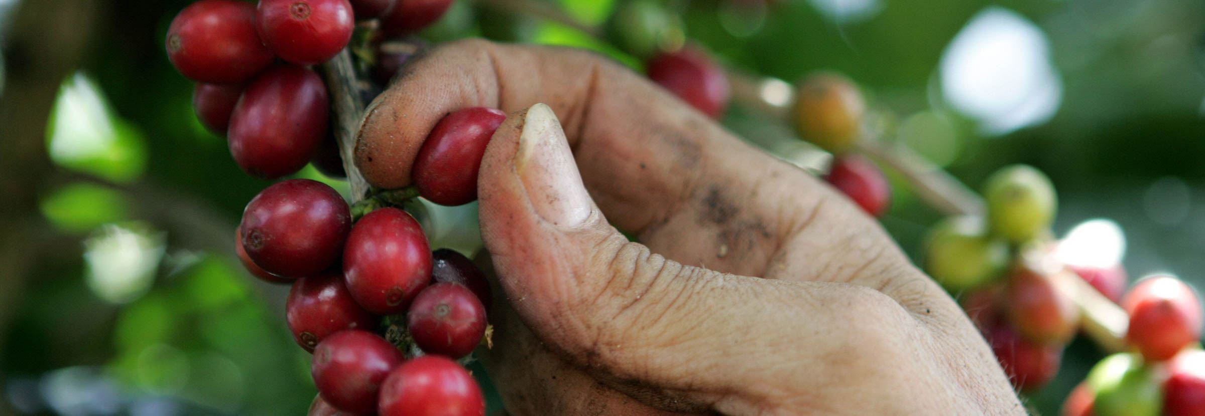 A farmer harvests Puerto Rico coffee.