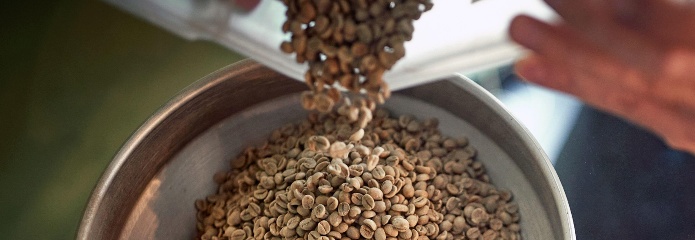 A roaster pours roasted coffee beans into a bucket.